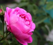 «A una rosa» de Luis de Góngora