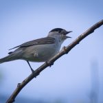 «Un pájaro canta» de Guillaume Apollinaire (Poema)